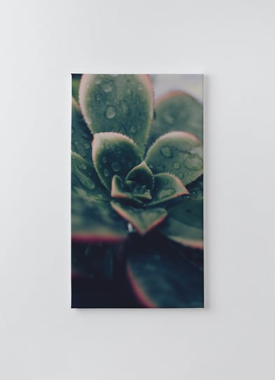 Obraz na płótnie HOMEPRINT, zielony kwiat sukulenty z kroplami wody na liściach 50x100 cm HOMEPRINT