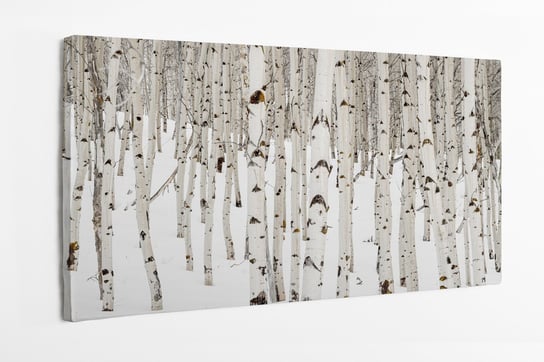 Obraz na płótnie HOMEPRINT,  zimowa odsłona lasu brzozowego, natura 100x50 cm HOMEPRINT