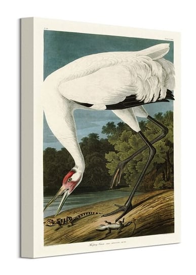 Obraz na płótnie Hooping Crane James Audubon John na ścianę do salonu 30x40 cm Art Group