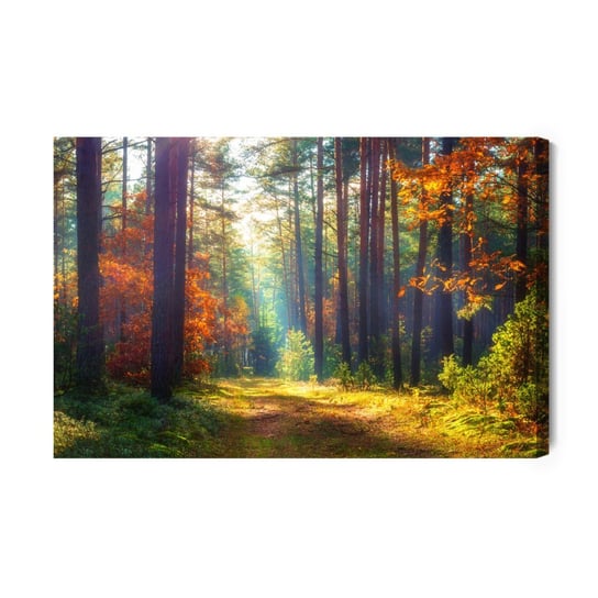 Obraz Na Płótnie Jesienny Las W Porannym Słońcu 120x80 NC Inna marka