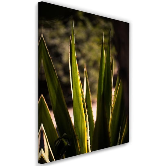 Obraz na płótnie, kolczaste liści, 40x60 cm Feeby