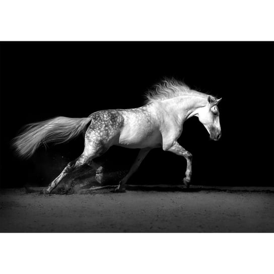 Obraz na płótnie Koń, czarno-biały, 1 element Art-Canvas