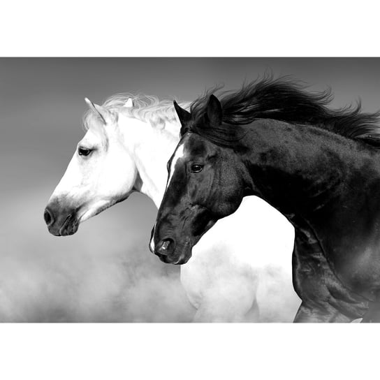 Obraz na płótnie Koń, czarno-biały Art-Canvas