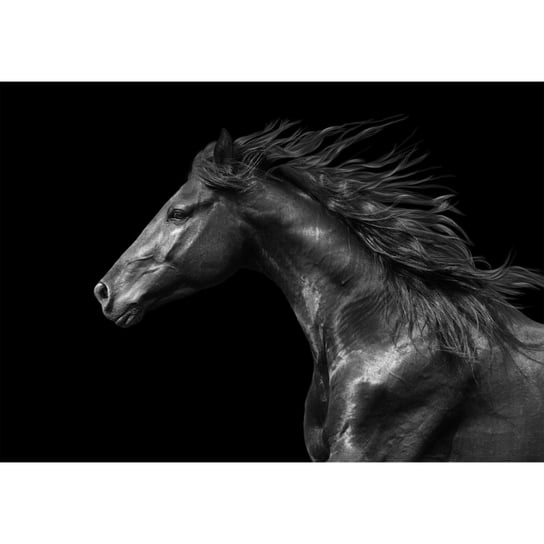 Obraz na płótnie Koń, czarno-szary Art-Canvas