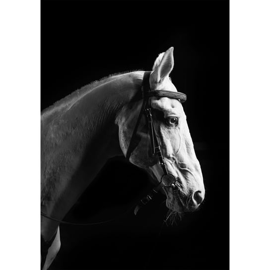 Obraz na płótnie Koń, szaro-czarny Art-Canvas