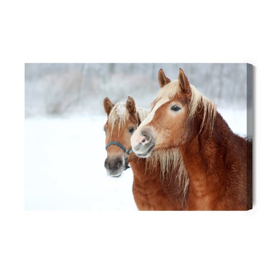 Obraz Na Płótnie Konie W Śniegu 70x50 Inna marka