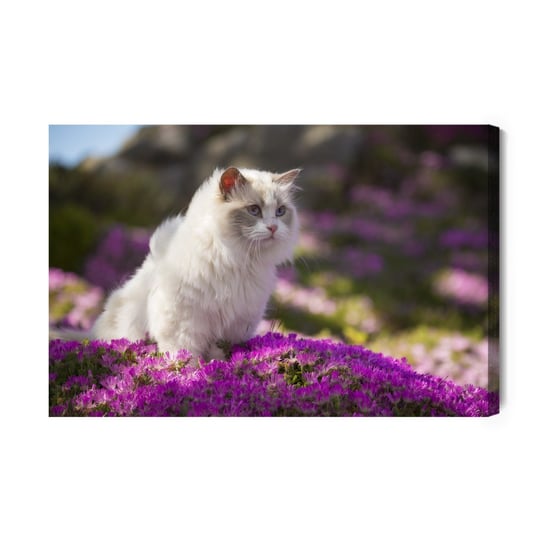 Obraz Na Płótnie Kot Rasy Ragdoll Pośród Kwiatów 100x70 NC Inna marka