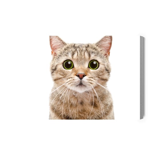 Obraz Na Płótnie Kot Szkocki Prostouchy 40x30 Inna marka