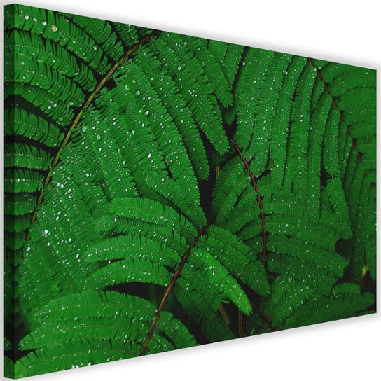 Obraz na płótnie, krople na liściach paproc, 120x80 cm Feeby
