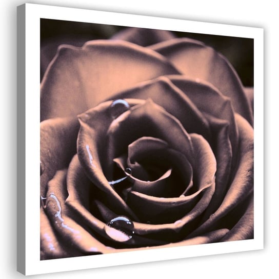 Obraz na płótnie, Krople wody na róży - 60x60 Inna marka