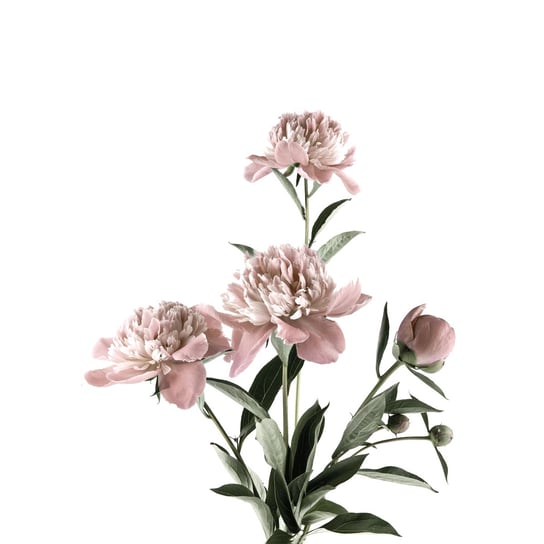 Obraz na płótnie: Kwiaty, 100x70 cm Art-Canvas
