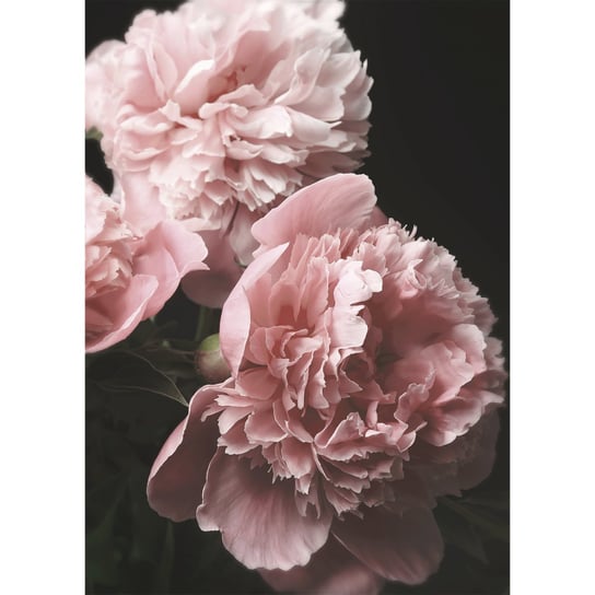 Obraz na płótnie: Kwiaty, 50x70 cm Art-Canvas