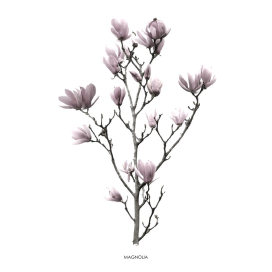 Obraz na płótnie Kwiaty, biało-fioletowy Art-Canvas