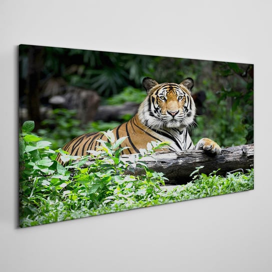Obraz Na Płótnie Las zwierzę kot tygrys 100x50 cm Coloray