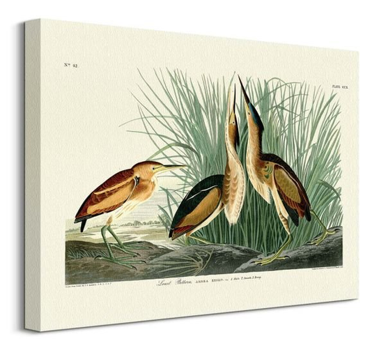 Obraz na płótnie Least Bittern James Audubon John na ścianę do salonu 40x30 cm Art Group