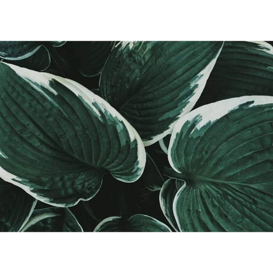 Obraz na płótnie Liście, czarno-zielony, 1 element Art-Canvas