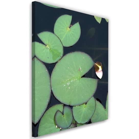 Obraz na płótnie, liście lilii wodnej, 80x120 cm Feeby