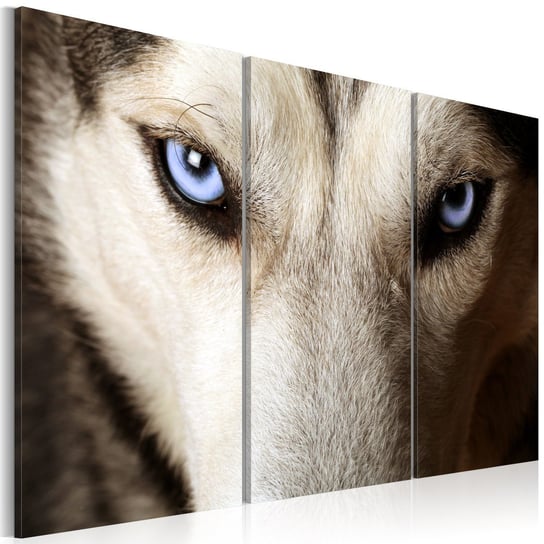 Obraz na płótnie malarskim: Oczy wilka, 120x80 cm zakup.se