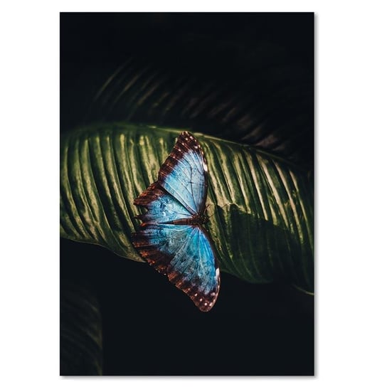 Obraz na płótnie, Motyl na liściu, 30x40 cm Feeby