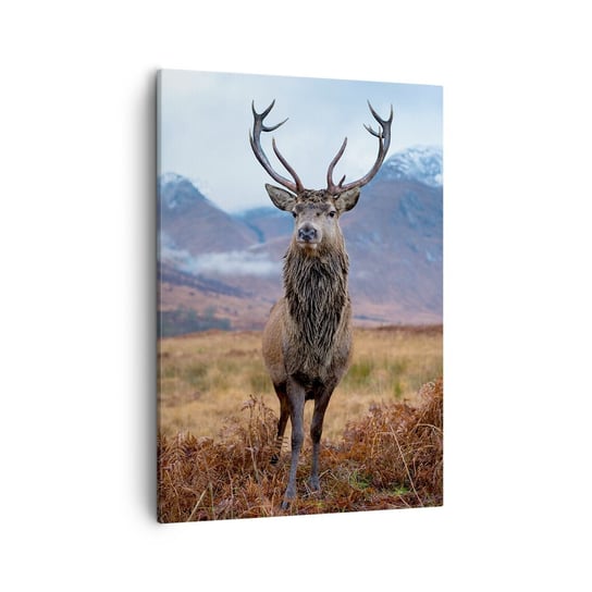 Obraz na płótnie - Na własnej ziemi - 50x70cm - Jeleń Zwierzęta Szkocja - Nowoczesny Canvas obraz do salonu do sypialni ARTTOR ARTTOR