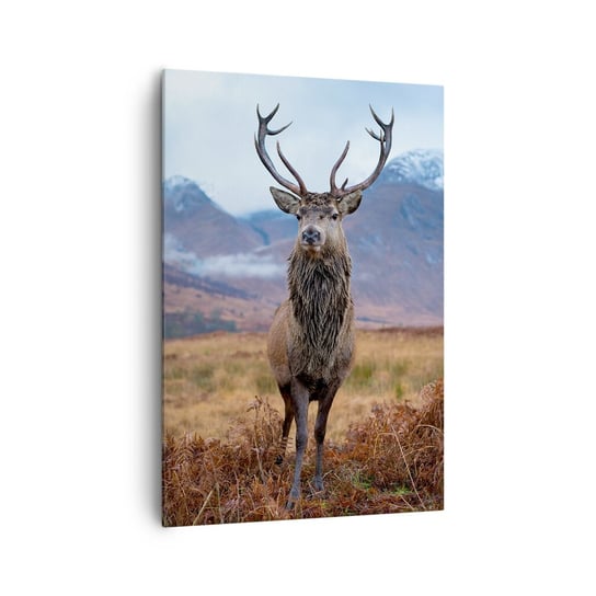 Obraz na płótnie - Na własnej ziemi - 70x100cm - Jeleń Zwierzęta Szkocja - Nowoczesny foto obraz w ramie do salonu do sypialni ARTTOR ARTTOR