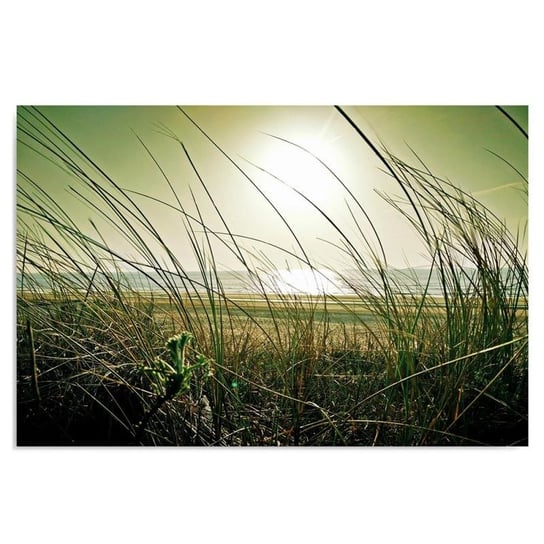 Obraz na płótnie, Nadmorskie trawy, 100x70 cm Feeby