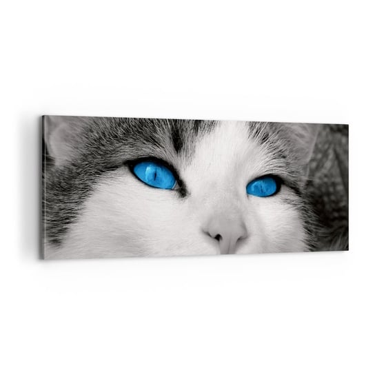 Obraz na płótnie - Niezwykły niebieskooki - 100x40cm - Zwierzęta Kot Niebieskie Oczy - Nowoczesny foto obraz w ramie do salonu do sypialni ARTTOR ARTTOR