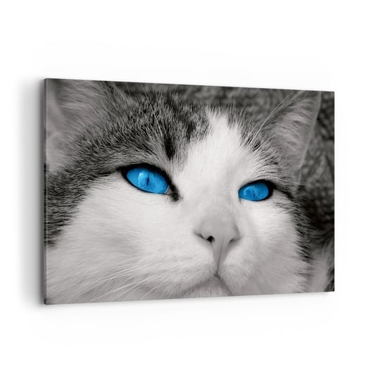 Obraz na płótnie - Niezwykły niebieskooki - 100x70cm - Zwierzęta Kot Niebieskie Oczy - Nowoczesny foto obraz w ramie do salonu do sypialni ARTTOR ARTTOR