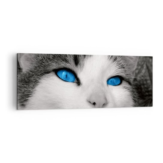 Obraz na płótnie - Niezwykły niebieskooki - 140x50cm - Zwierzęta Kot Niebieskie Oczy - Nowoczesny Canvas obraz do salonu do sypialni ARTTOR ARTTOR