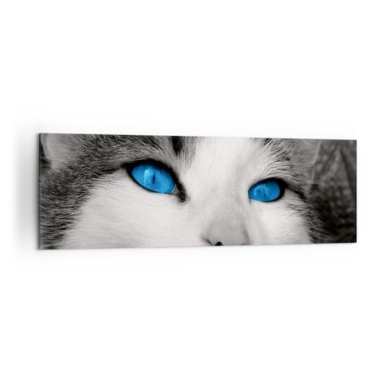 Obraz na płótnie - Niezwykły niebieskooki - 160x50cm - Zwierzęta Kot Niebieskie Oczy - Nowoczesny foto obraz w ramie do salonu do sypialni ARTTOR ARTTOR