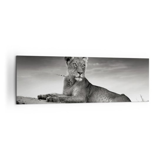 Obraz na płótnie - Odpoczynek królowej pustyni - 160x50cm - Zwierzęta Lew Pustynia - Nowoczesny foto obraz w ramie do salonu do sypialni ARTTOR ARTTOR