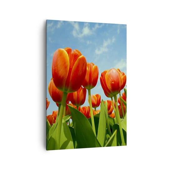 Obraz na płótnie - Oprócz błękitnego nieba nic im w życiu nie potrzeba - 70x100cm - Kwiaty Tulipany Natura - Nowoczesny foto obraz w ramie do salonu do sypialni ARTTOR ARTTOR