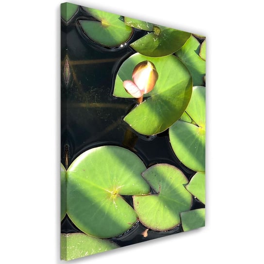Obraz na płótnie, pączek lilii wodnej, 60x90 cm Feeby