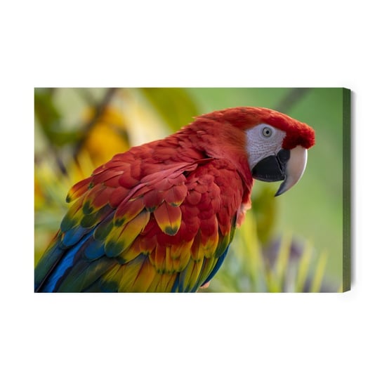 Obraz Na Płótnie Papuga Ara 40x30 Inna marka