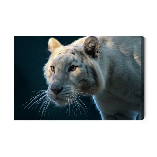 Obraz Na Płótnie Piękny Biały Tygrys 100x70 Inna marka