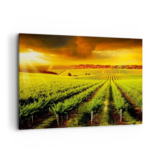 Obraz na płótnie - Pod australijskim słońcem - 100x70cm - Krajobraz Winnica Australia - Nowoczesny foto obraz w ramie do salonu do sypialni ARTTOR ARTTOR