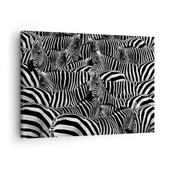 Obraz na płótnie - Portret zbiorowy w paski - 70x50cm - Zwierzęta Zebra Natura - Nowoczesny Canvas obraz do salonu do sypialni ARTTOR ARTTOR