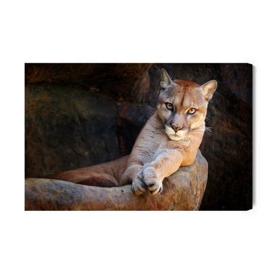 Obraz Na Płótnie Puma W Naturalnym Środowisku 120x80 NC Inna marka
