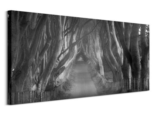 Obraz na płótnie PYRAMID POSTERS Beech Tree Lane, 100x50 cm Art Group