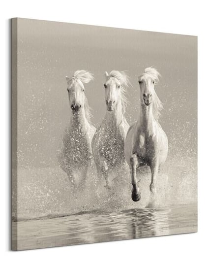 Obraz na płótnie PYRAMID POSTERS Three White Horses, 85x85 cm Inna marka