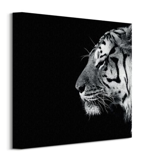 Obraz na płótnie PYRAMID POSTERS Tygrys, 30x30 cm Inna marka