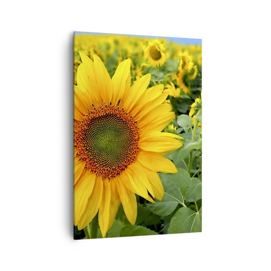 Obraz na płótnie - Rozgorzały setki słońc - 70x100cm - Kwiaty Słoneczniki Natura - Nowoczesny foto obraz w ramie do salonu do sypialni ARTTOR ARTTOR