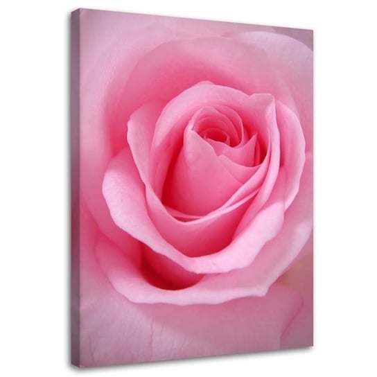 Obraz na płótnie, Różowe płatki róży kwiat - 60x90 Inna marka