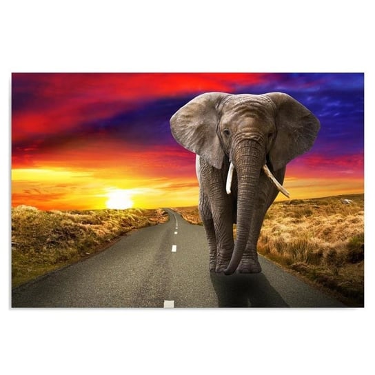 Obraz na płótnie, Słoń na szosie, 40x30 cm Feeby