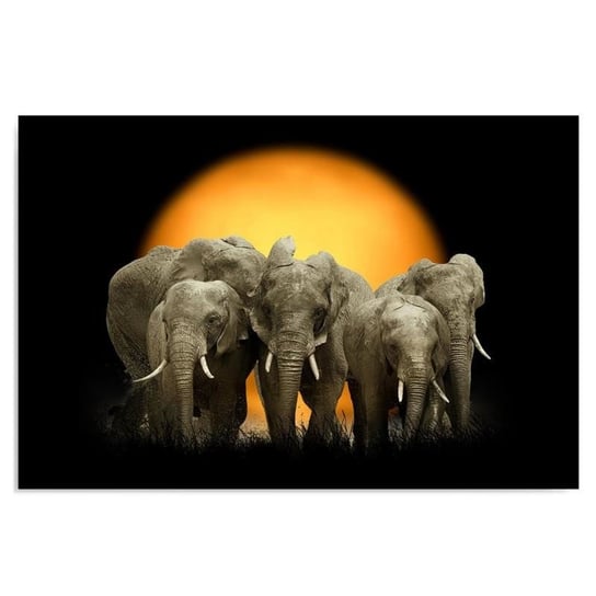 Obraz na płótnie, Słonie 1, 100x70 cm Feeby