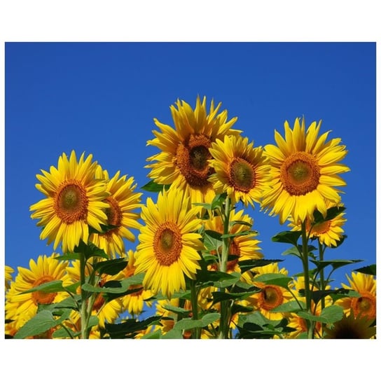 Obraz na płótnie Sunflowers 80x100 Legendarte