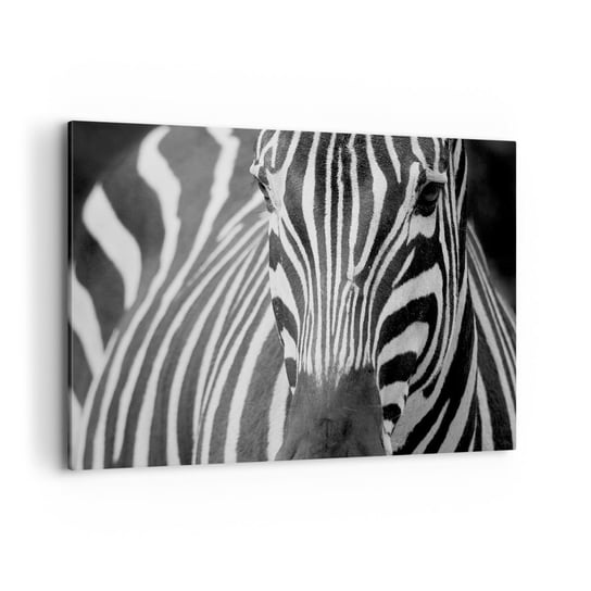 Obraz na płótnie - Świat jest czarno-biały - 100x70cm - Zwierzęta Zebra Czarno-Biały - Nowoczesny foto obraz w ramie do salonu do sypialni ARTTOR ARTTOR