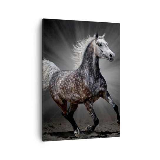 Obraz na płótnie - Szare jest piękne - 50x70cm - Zwierzęta Koń Arabski Natura - Nowoczesny Canvas obraz do salonu do sypialni ARTTOR ARTTOR
