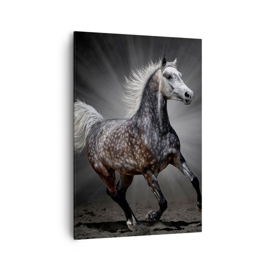 Obraz na płótnie - Szare jest piękne - 70x100cm - Zwierzęta Koń Arabski Natura - Nowoczesny foto obraz w ramie do salonu do sypialni ARTTOR ARTTOR