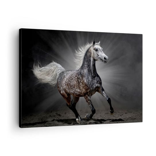 Obraz na płótnie - Szare jest piękne - 70x50cm - Zwierzęta Koń Arabski Natura - Nowoczesny Canvas obraz do salonu do sypialni ARTTOR ARTTOR